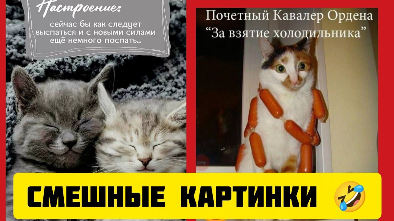 Почетный Кавалер Ордена “За взятие холодильника🍨