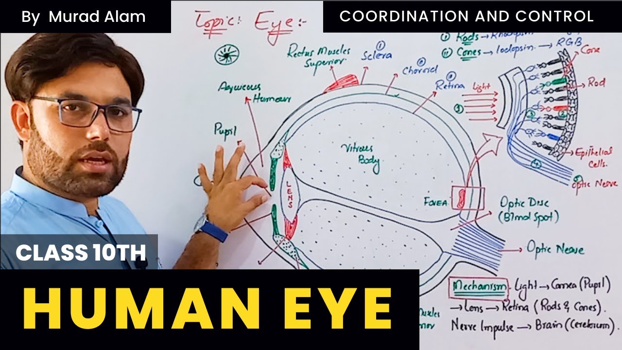 Глаз человека | 10-й класс на пушту | Дом науки