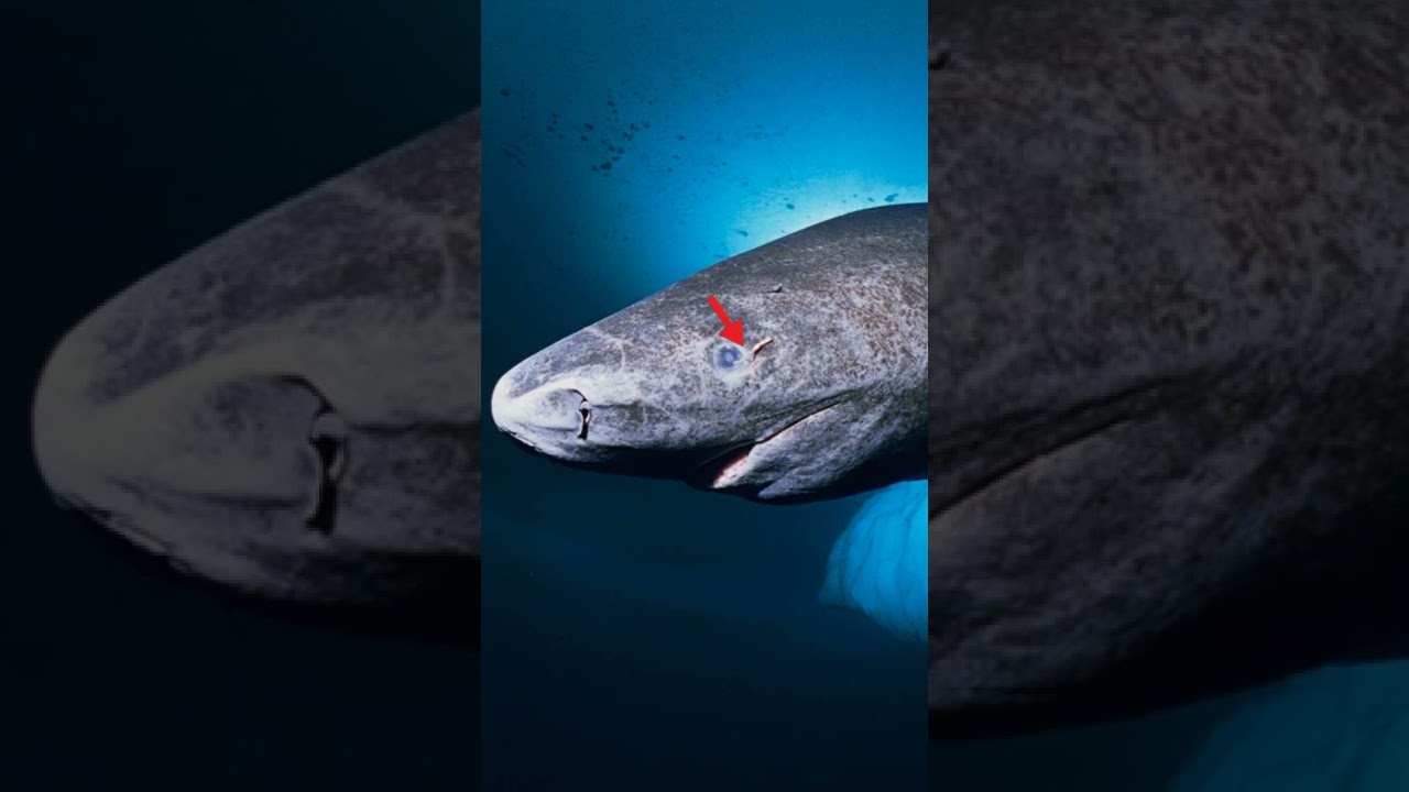 Why The Greenland Shark Often Goes Blind And Survives