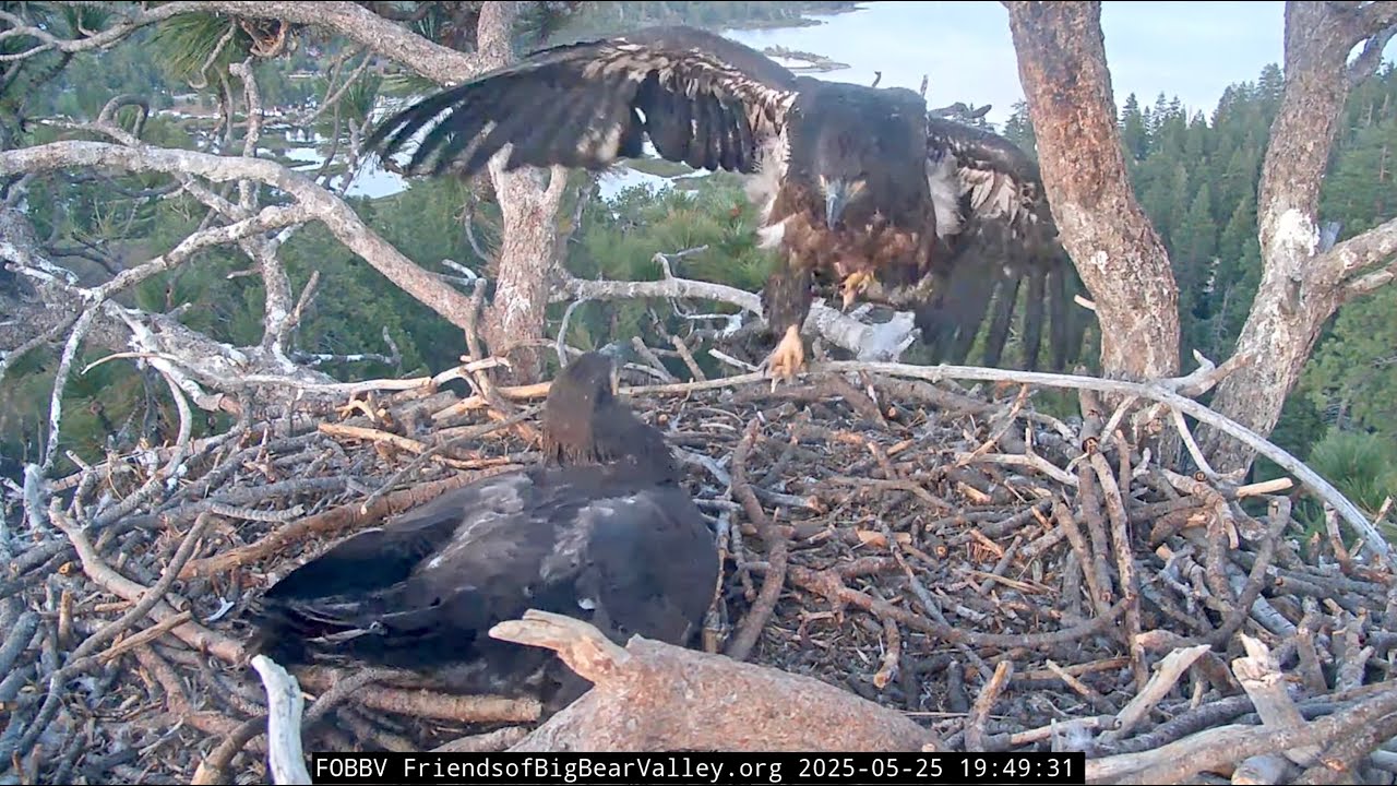May 25, 2025 | Siblings Settle In, Mom Roosts Nearby 🦅