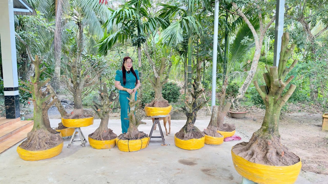 PHÔI MAI VÀNG 3/2/2026 (#O377721167 SƠN) phôi mai vàng -  @bonsai Can Tho