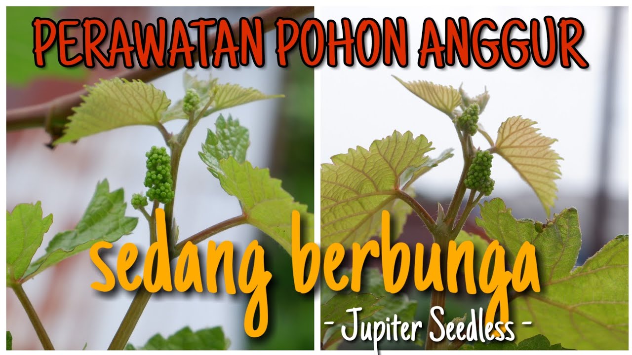 Perawatan Anggur yang sedang berbunga