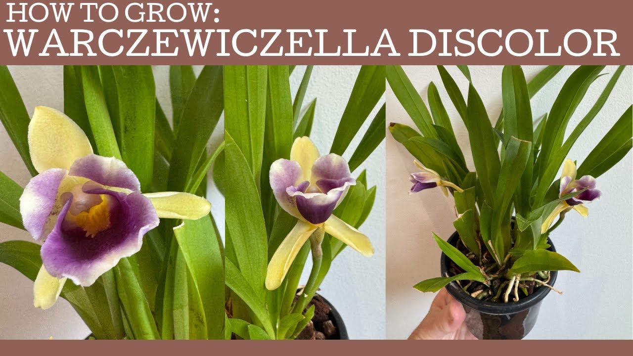 Как выращивать: Warczewiczella discolor — великолепная орхидея, предпочитающая прохладный климат!