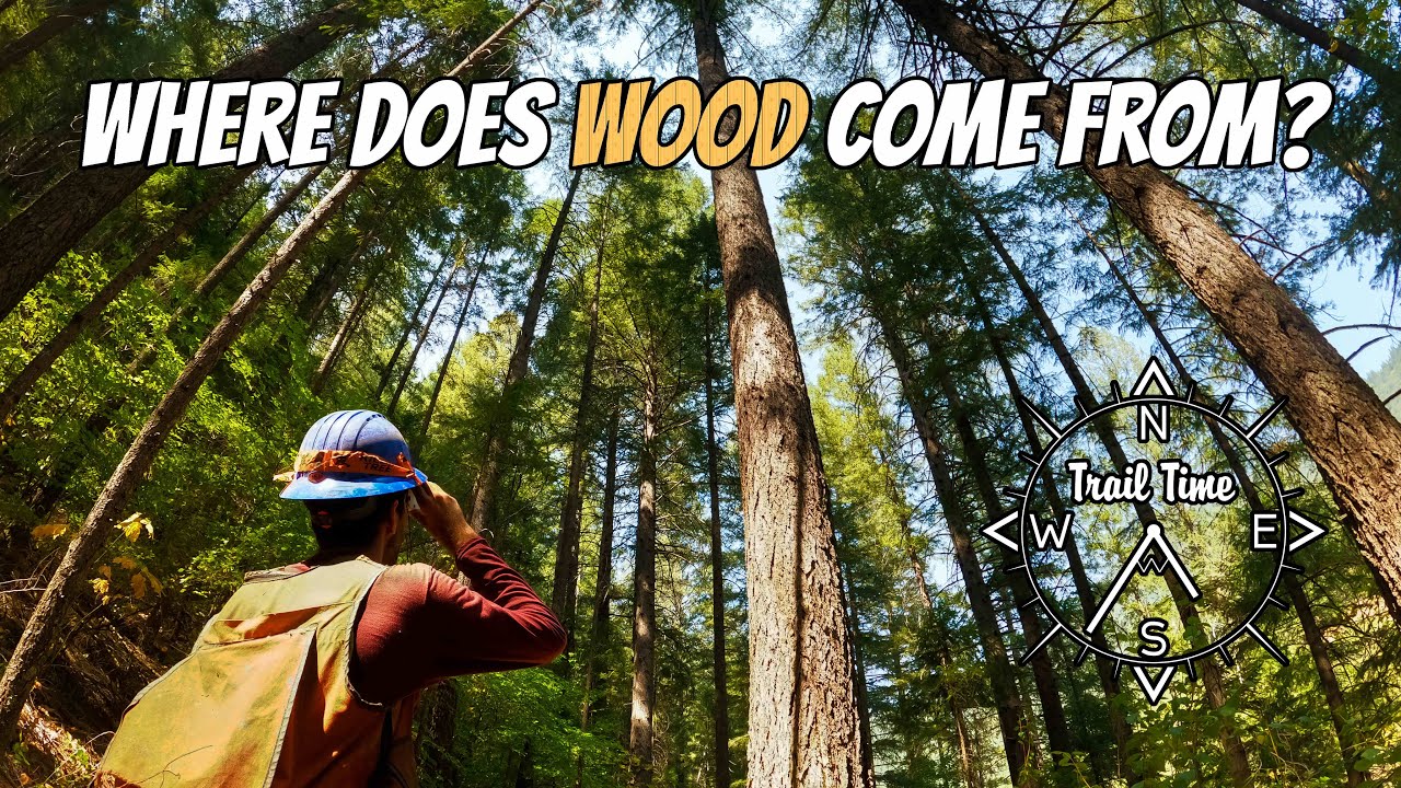A Day in the Life of a Timber Cruiser | Timber Sale Prep |  American Conservation Experience (EPIC)