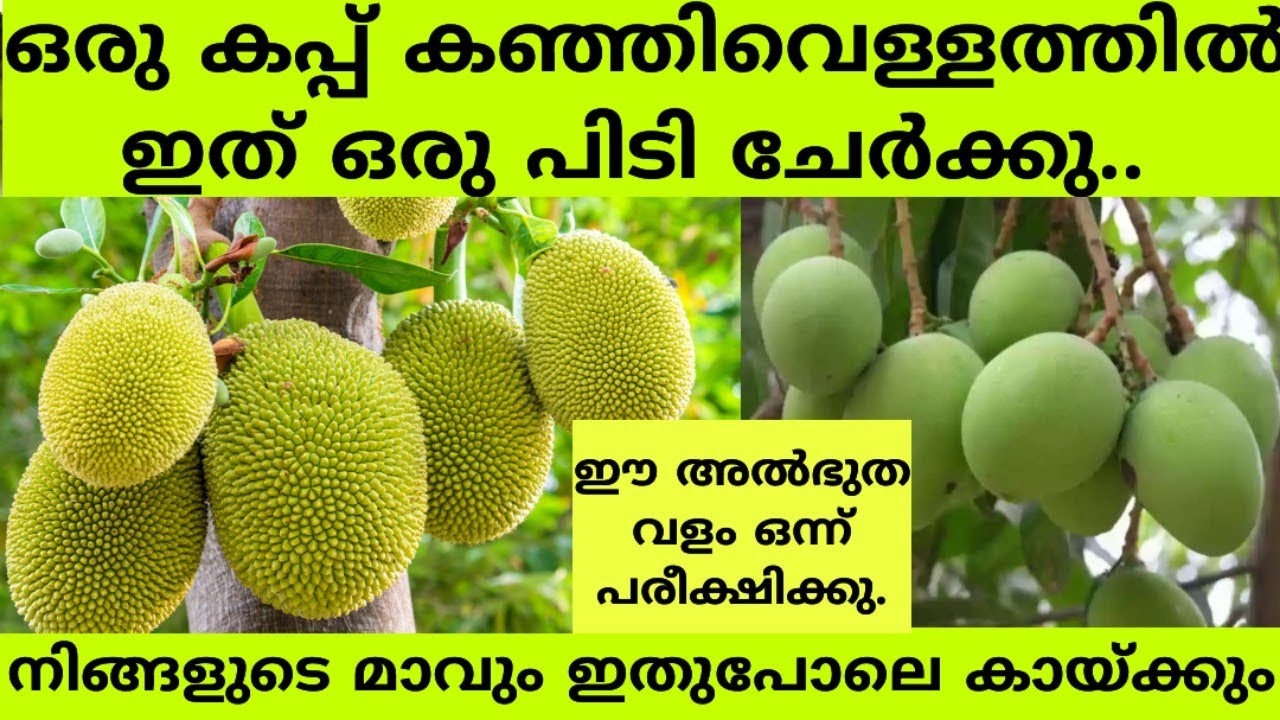 ഈ ഒറ്റ വളം മതി മാവും പ്ലാവും പൂക്കാനും കായ്ക്കാനും Mavu pookan malayalam tips| How to increase mango