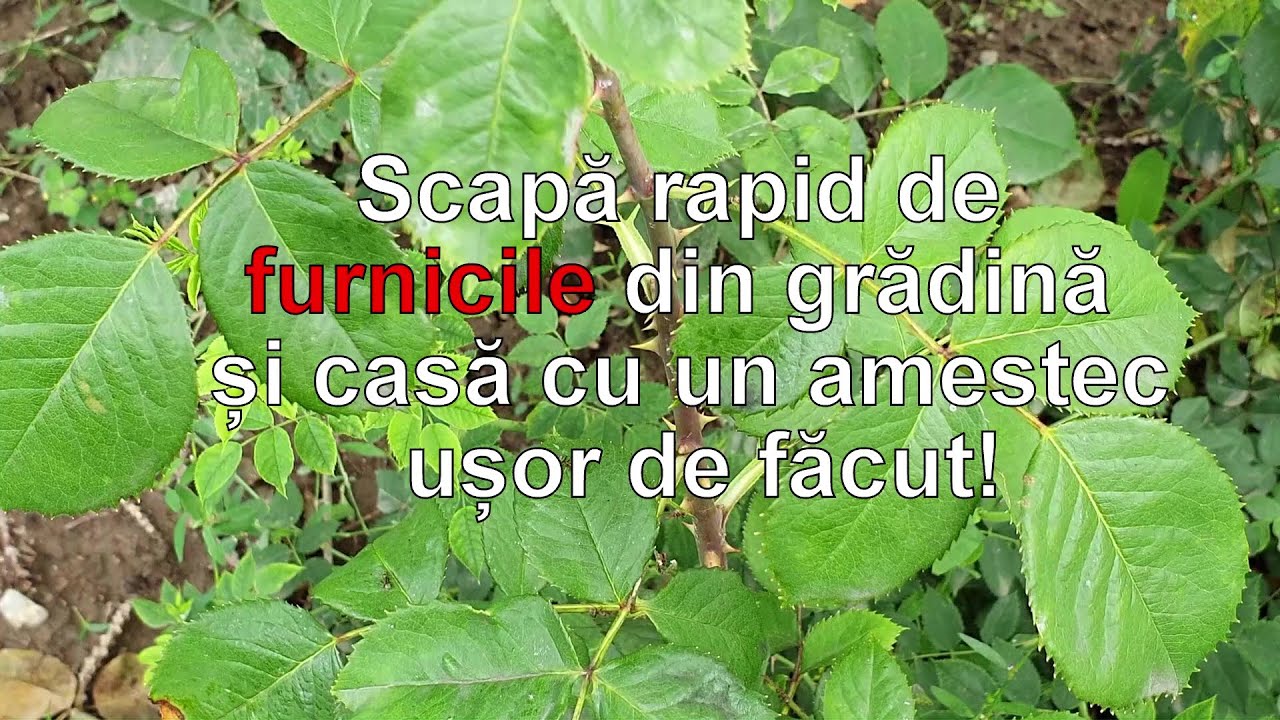 Scapa rapid de furnicile din gradina si casa, cu un amestec usor de facut!