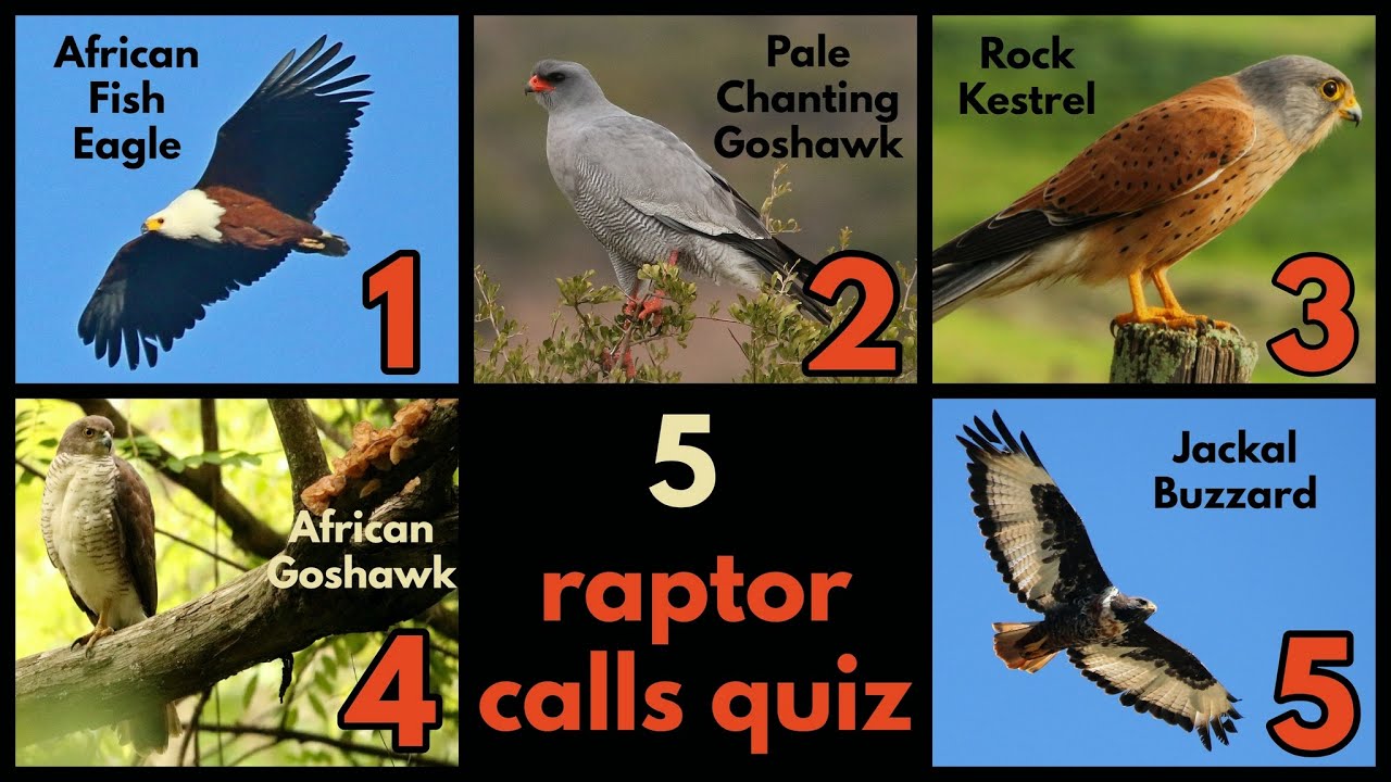 5 RAPTOR CALLS QUIZ (from Southern Africa)
