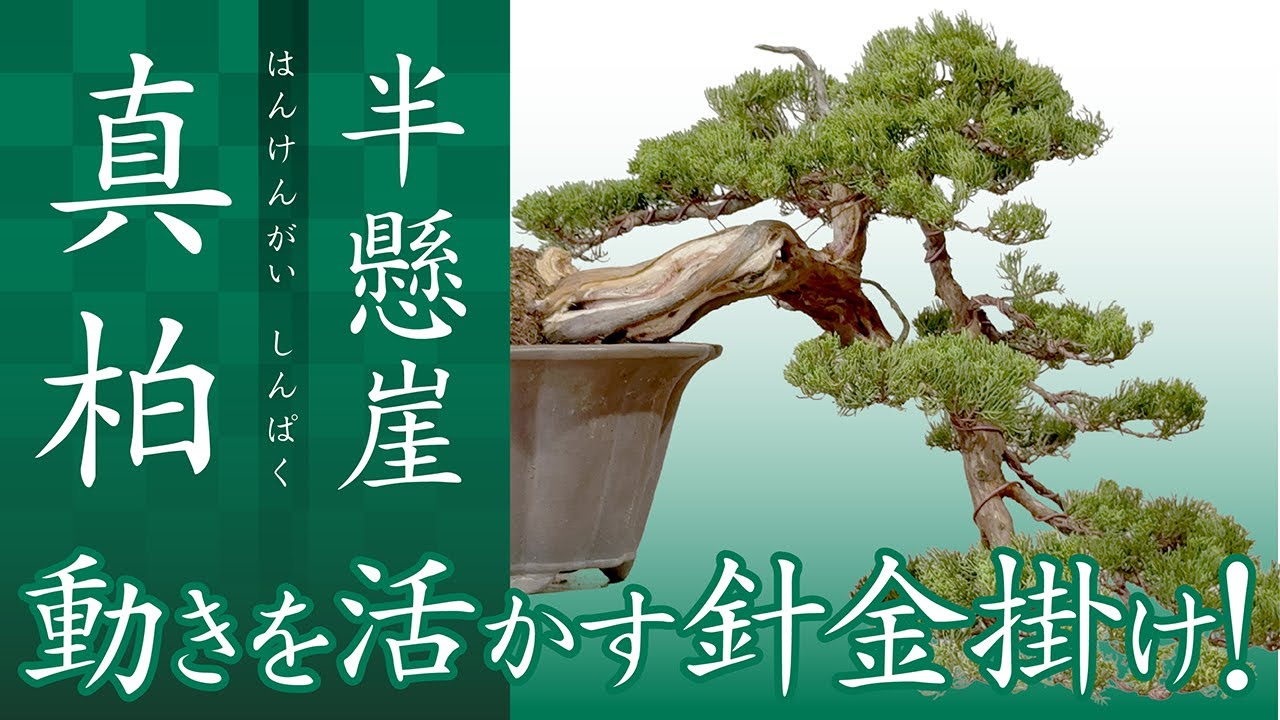 【真柏】挿し樹40年これから盆栽に向けて