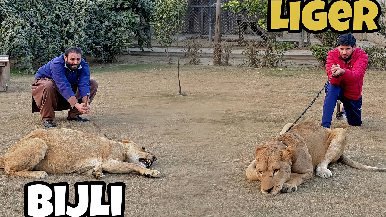 Kya Liger Or Bijli Ko Ikhata Kar Dain 🦁⁉️