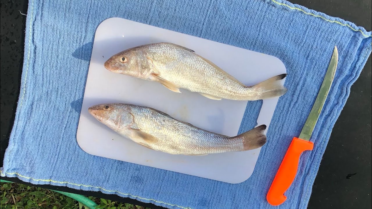 Clean and Cook Gulf Kingfish aka Whiting!