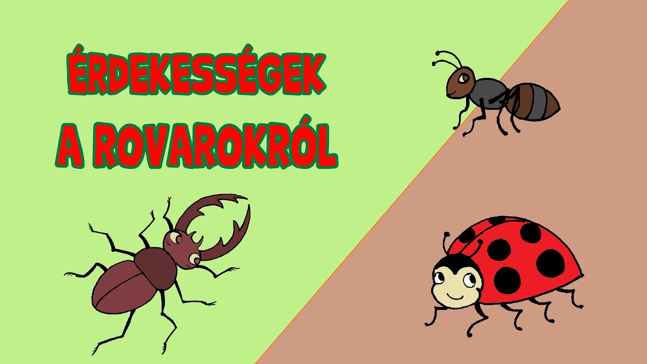 10 &Eacute;RDEKESS&Eacute;G a rovarokr&oacute;l, amiről lehet te sem tudt&aacute;l