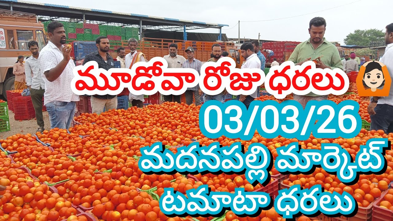 03/03/26 Madanapalle Tomato Market Price Today || Today Tomato Market Rate In Madanapalle #today 