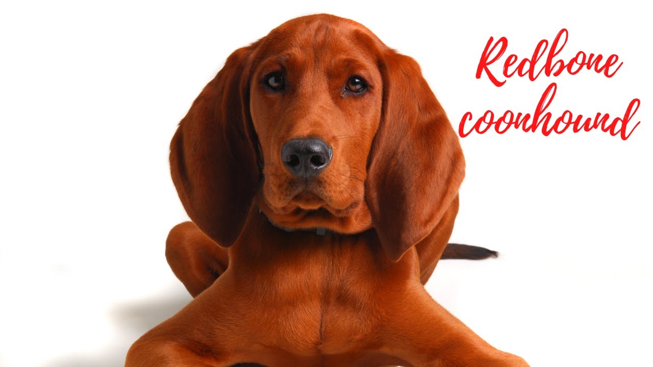 Redbone coonhound