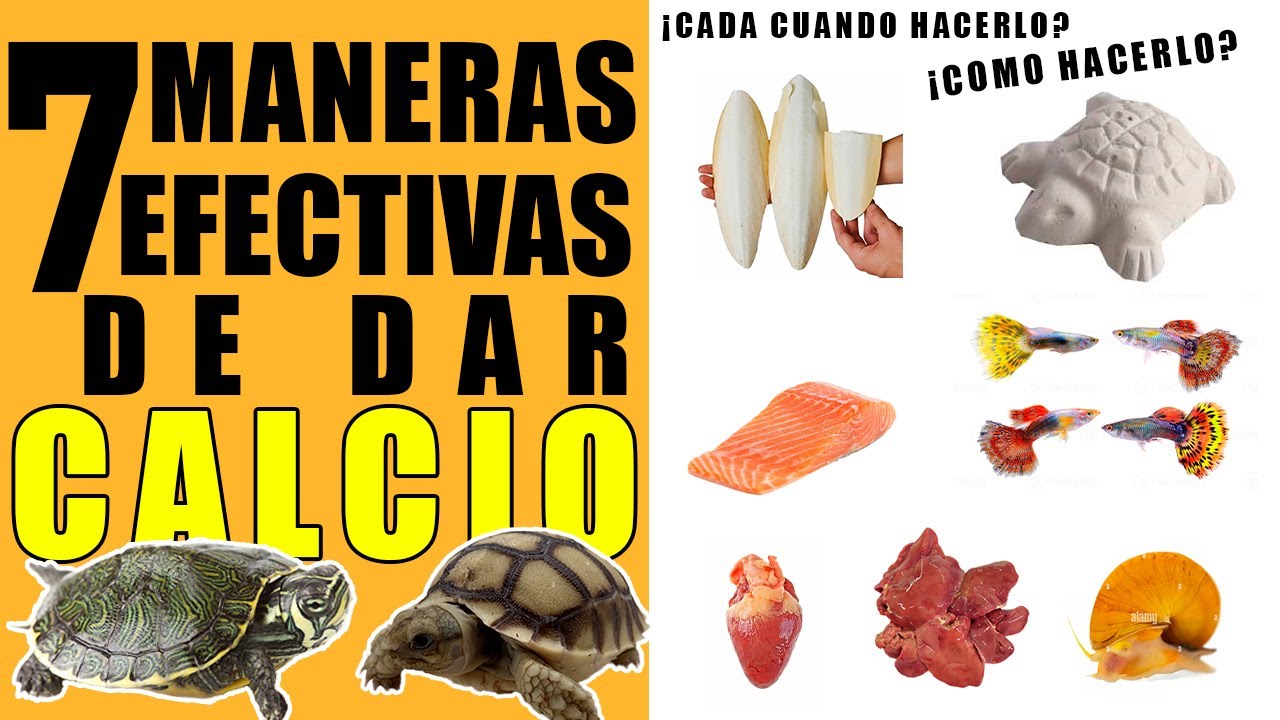 COMO DAR CALCIO A MIS TORTUGAS