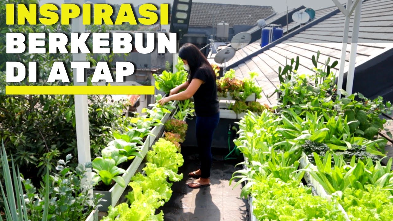 Serunya Berkebun di Rooftop dan Balkon