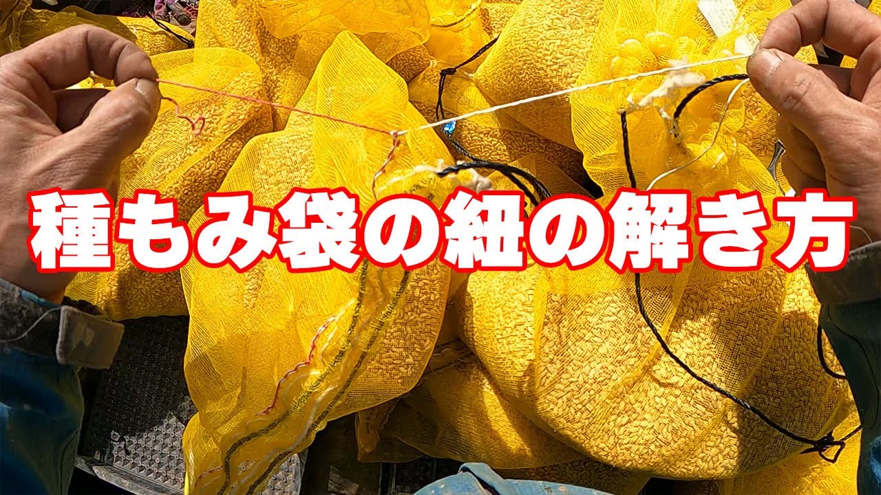 毎年忘れる…種もみ袋の紐の取り方。