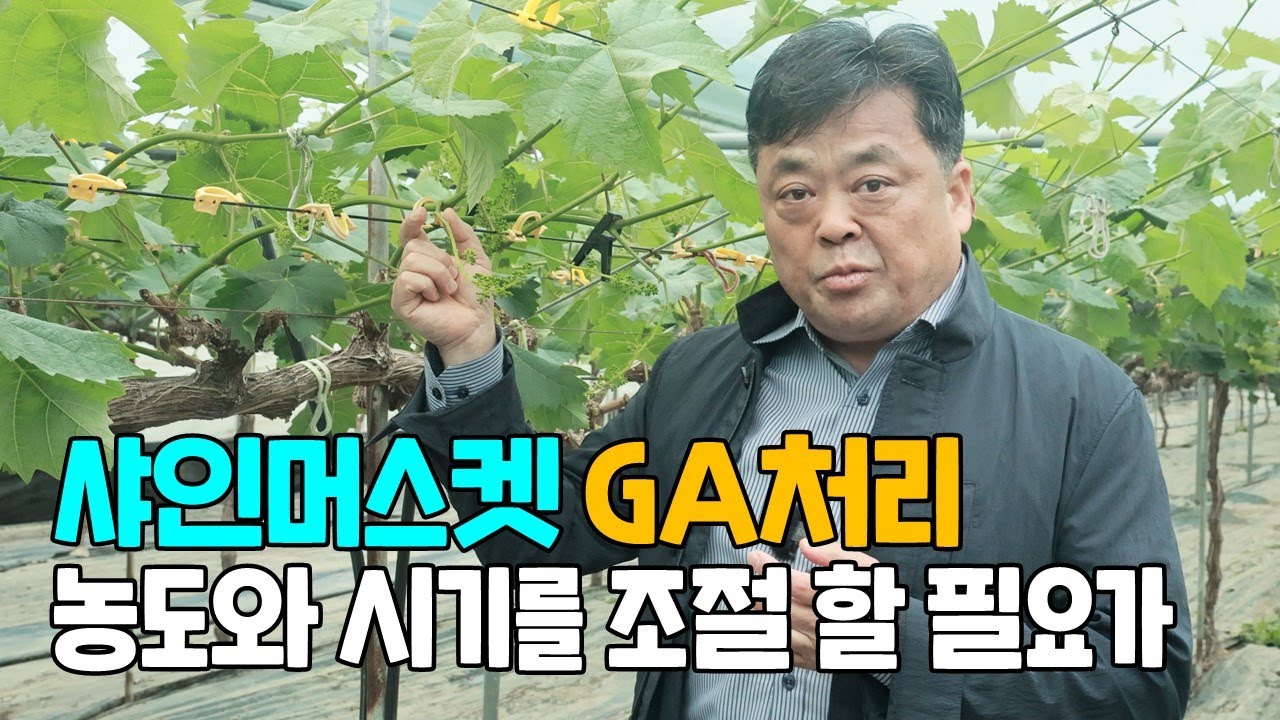 샤인머스켓 GA처리방법 농도와 시기를 조절할 필요가 있습니다