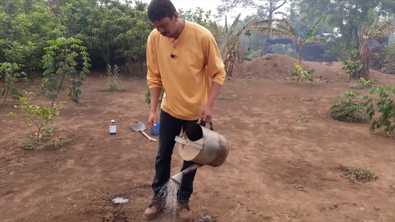 Siembra de sandía en verano haciendo uso mínimo del agua