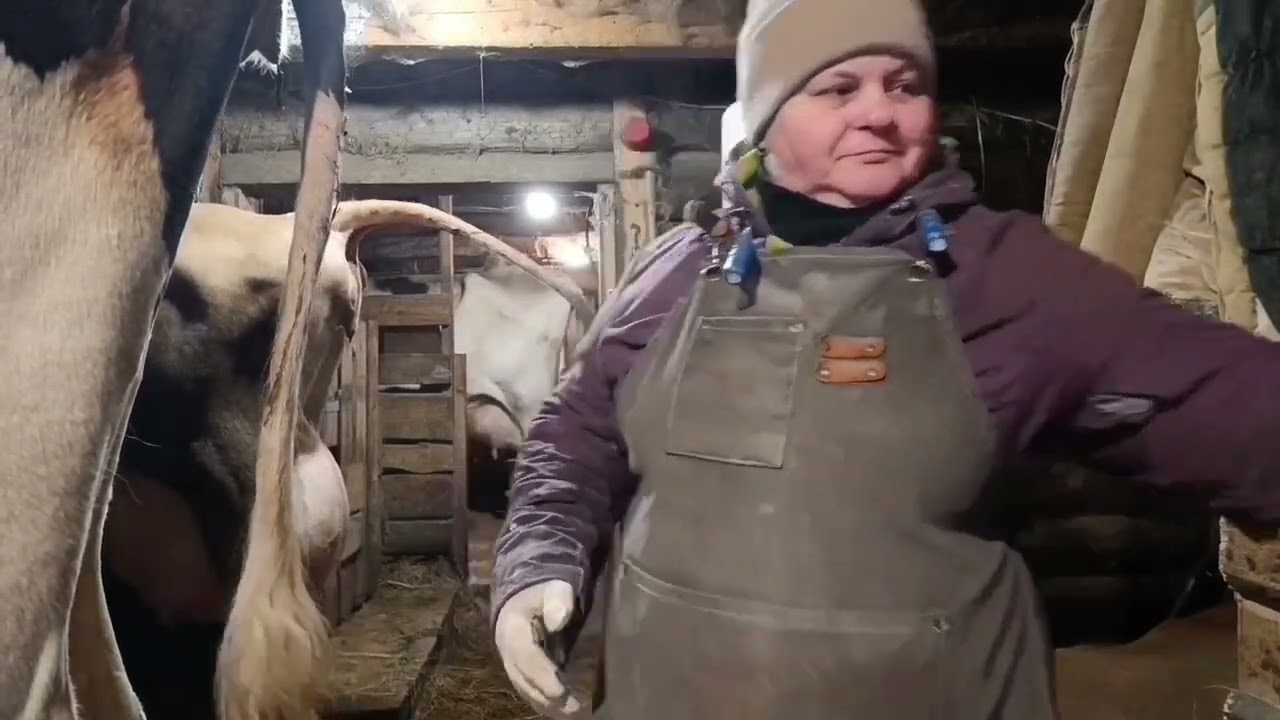 Как мы кормим коров перед запуском, в запуске и после отёла?