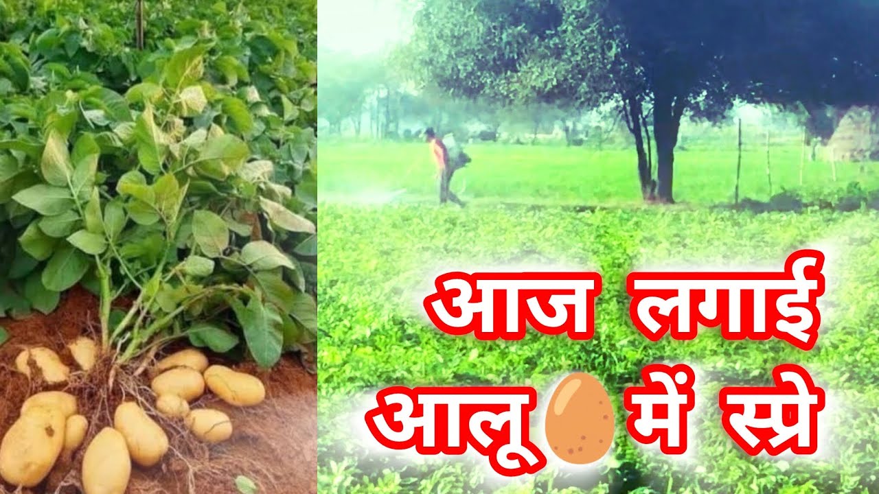 आज🫧लगवाई आलू🥚में दवाई 🎋 #farmer #farminglife #kishan #vlogger #vlog #viral #trending 