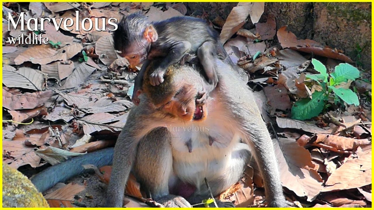 Not b@d....! Mom Jazzy just gave the first instruction to baby Jiva's d/isrespectedd, Nice wildlife