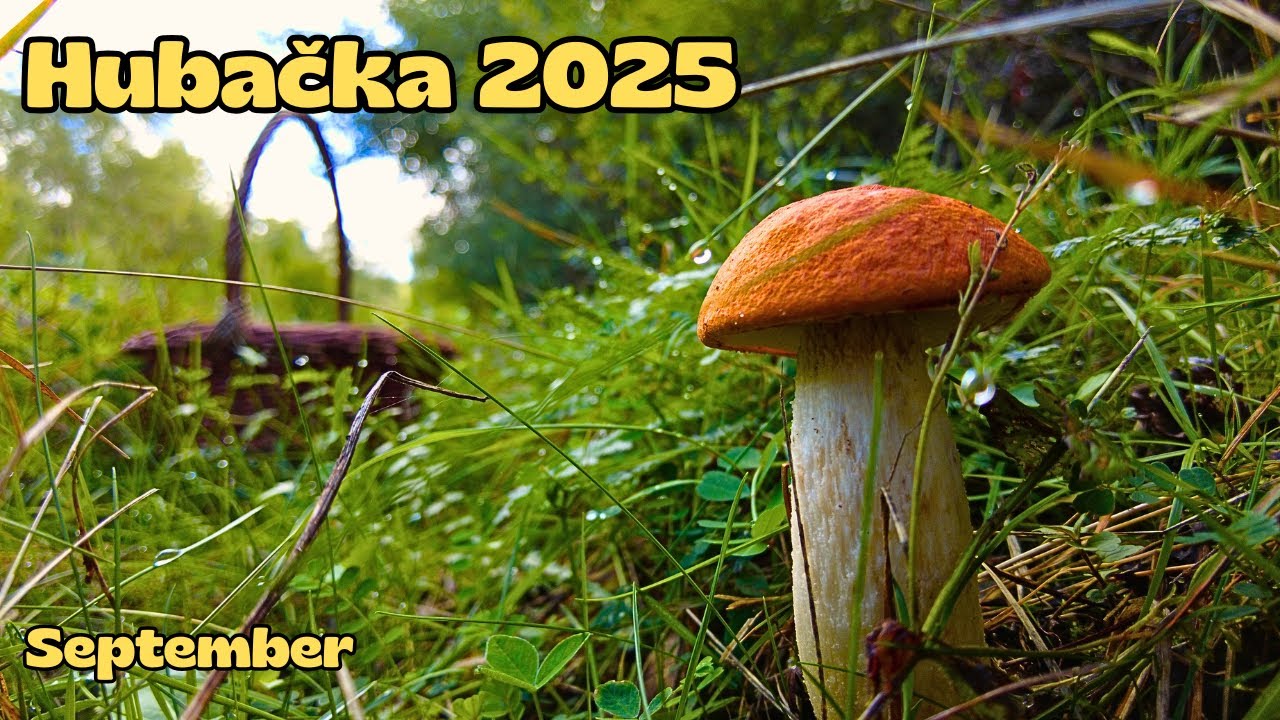 Hriby 2025 🍄&zwj;🟫 prv&aacute; HUBAČKA dopadla....odpor&uacute;čam v&aacute;m choďte.....🌳