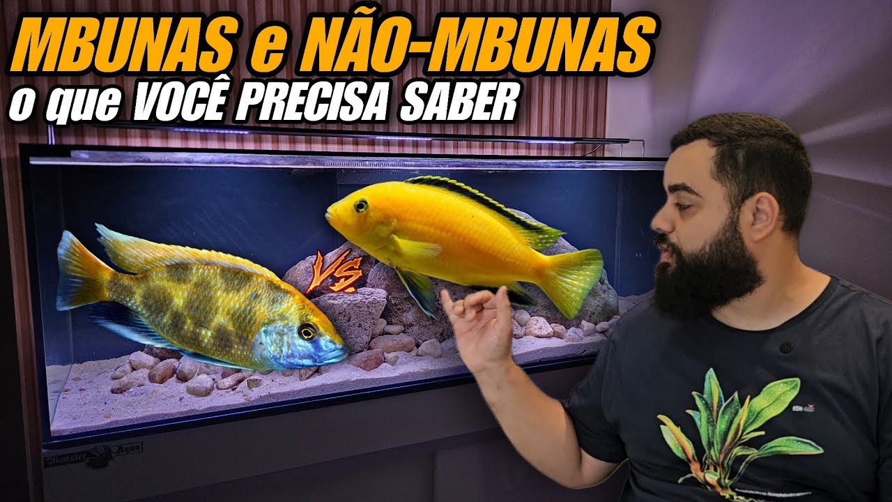 O QUE S&Atilde;O CICL&Iacute;DEOS AFRICANOS DO LAGO MALAWI E SEUS GRUPOS: MBUNAS E N&Atilde;O-MBUNAS