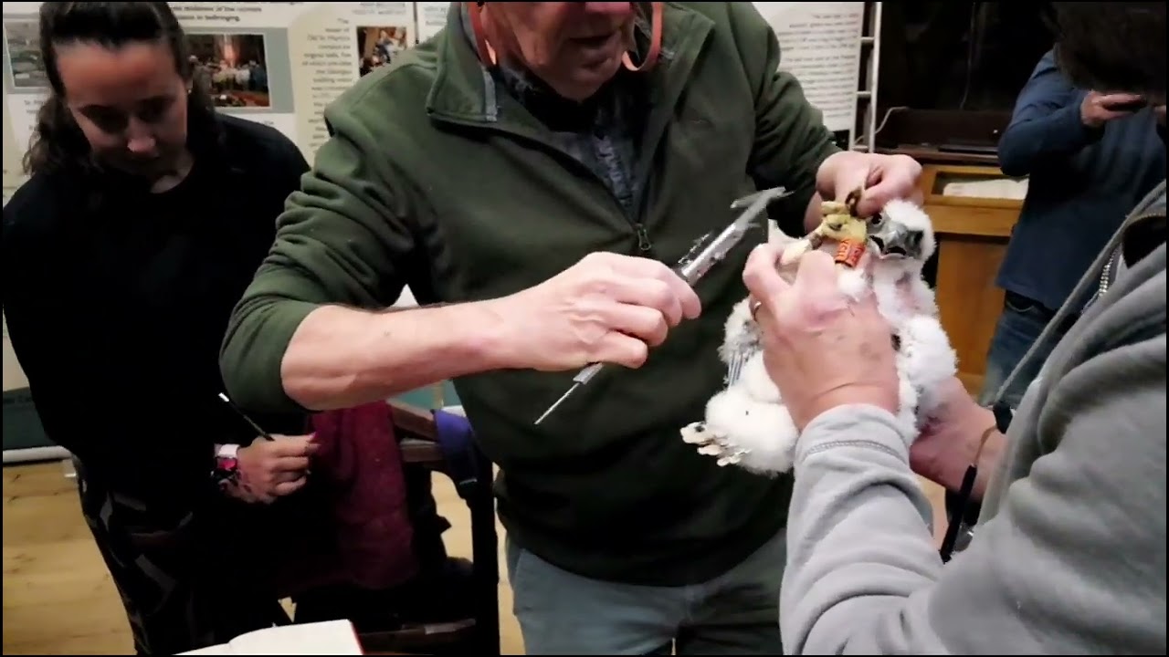 Worcester Cathedral Peregrine Chick Ringing 2024