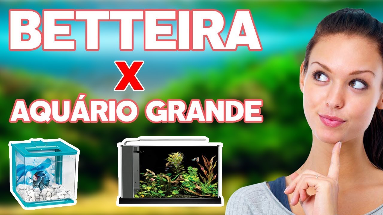 BETTEIRA X AQUARIO GRANDE - QUAL O MELHOR PARA BETTAS? 🤔🐟