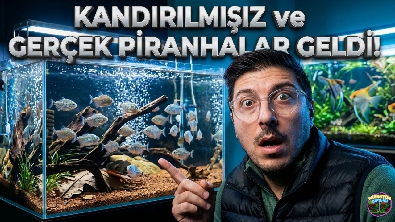 KANDIRILDIK! 😱 Sahte Piranhaları Gönderdik, Gerçek Nattereriler Geldi! (Büyük Macera)