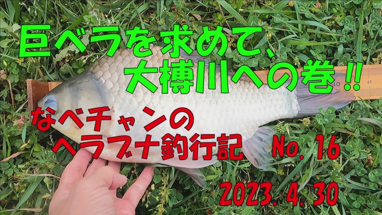 巨ベラを求めて大榑川への巻‼　なべチャンのヘラブナ釣行記　No.16　　　　2023 4 30