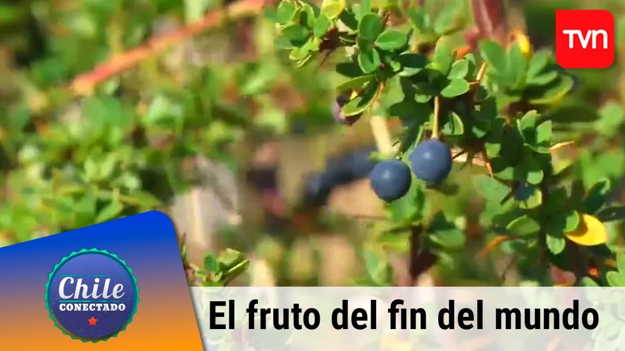 El fruto del fin del mundo | Chile conectado | Buenos días a todos