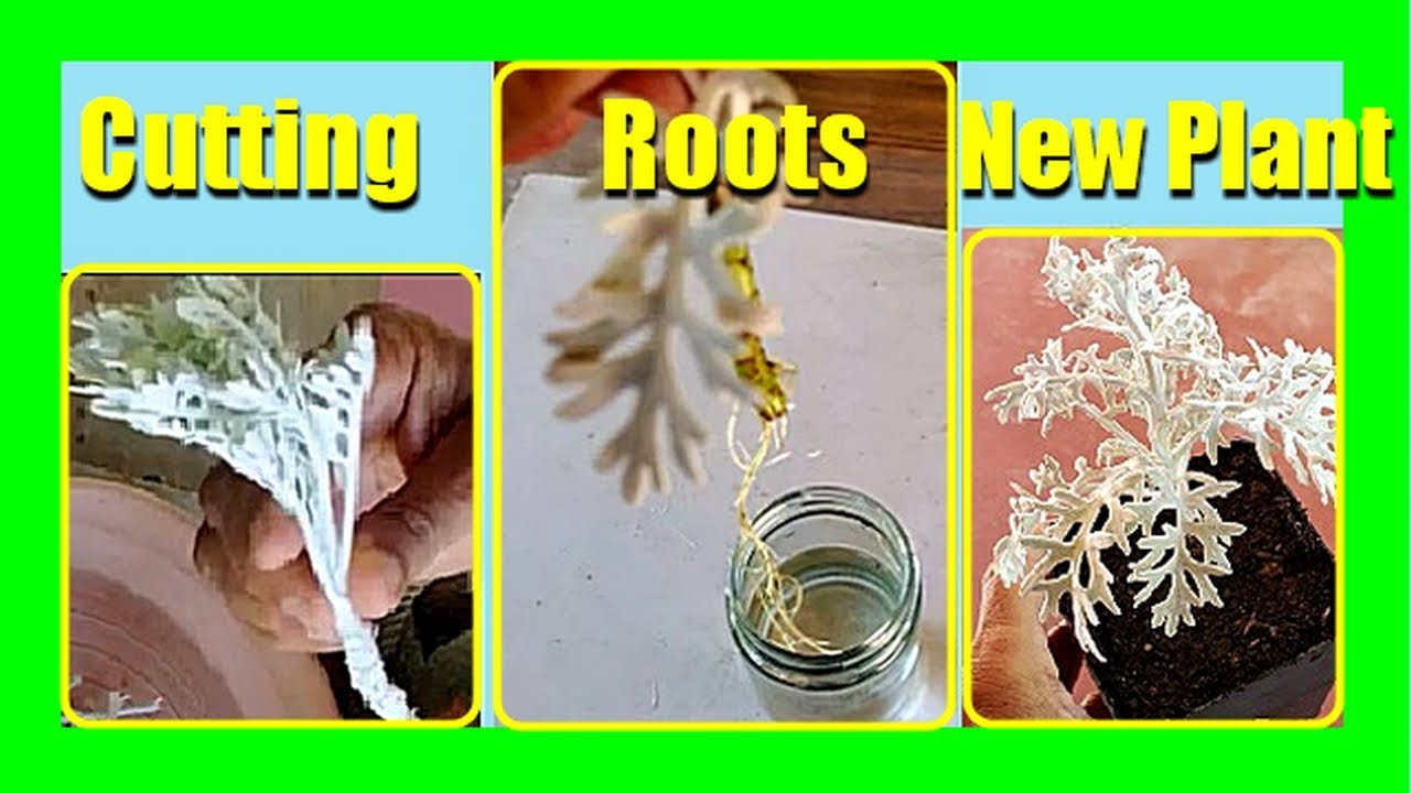 Simple Steps to Grow Dusty Miller from Cuttings | Water Propagation Made Easy!