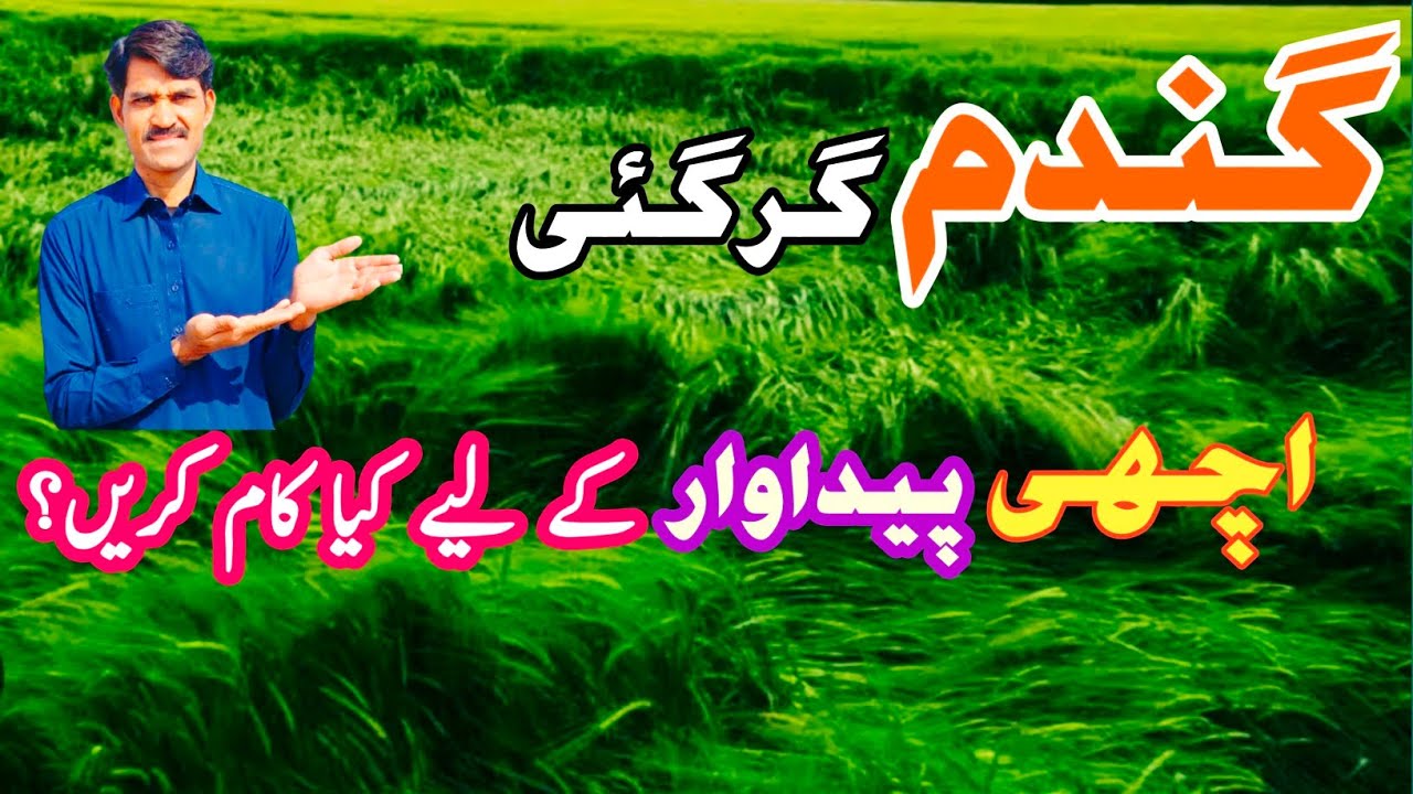 How to minimize lodging losses in wheat crop | How to get maximum yield in lodging wheat