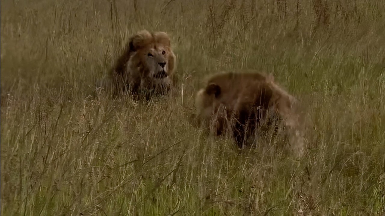5 male lions try to intimidate an old male lion who doesn't get intimidated 