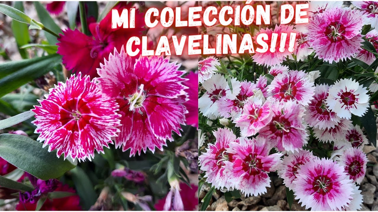 CLAVELINAS | CUIDADOS y CARACTERISTICAS de las CLAVELINAS | plants | DIANTHUS