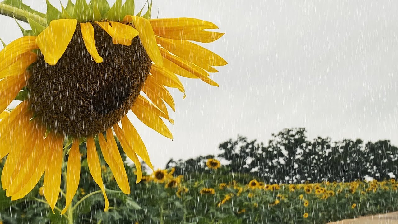 (4K) Walking in the Rain | Sunflowers surrounds 
