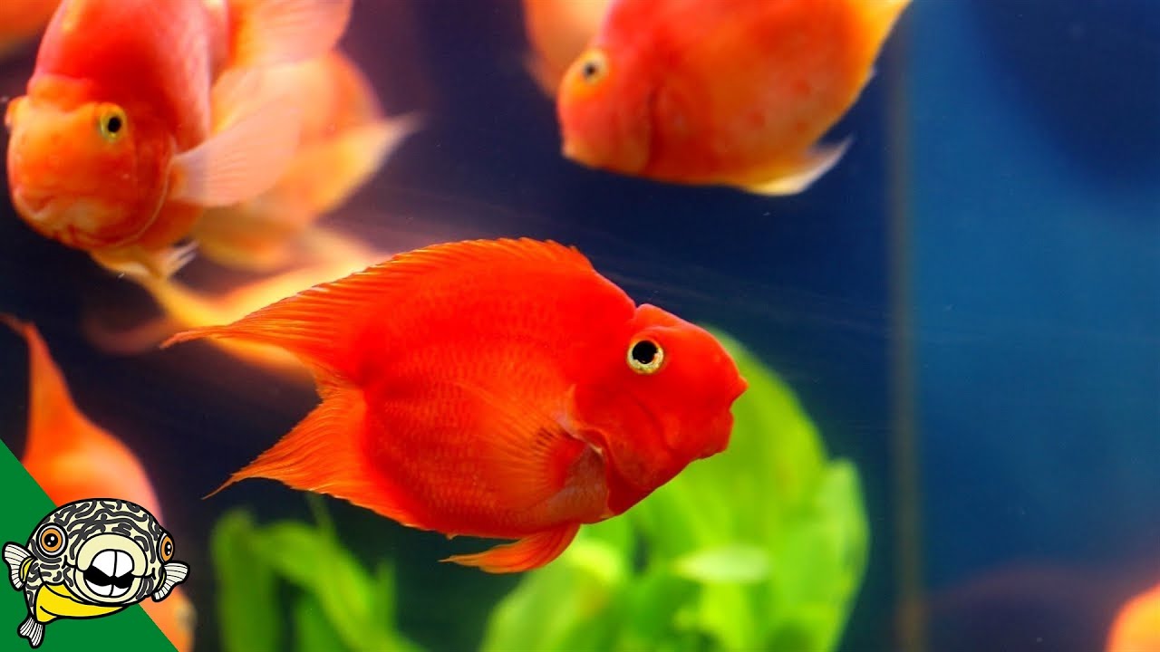 Derp Fish! aka Blood Parrot Care Guide