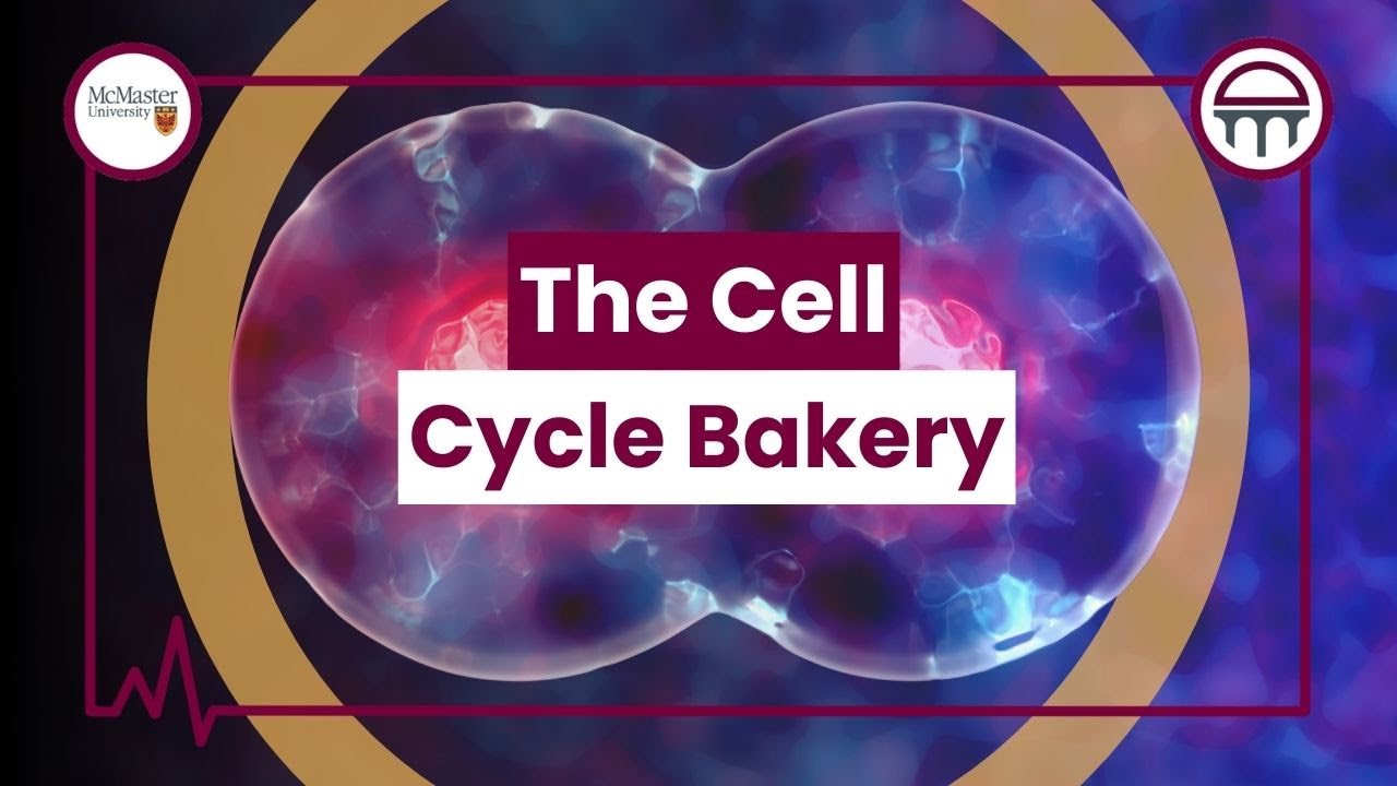 The Cell Cycle Bakery