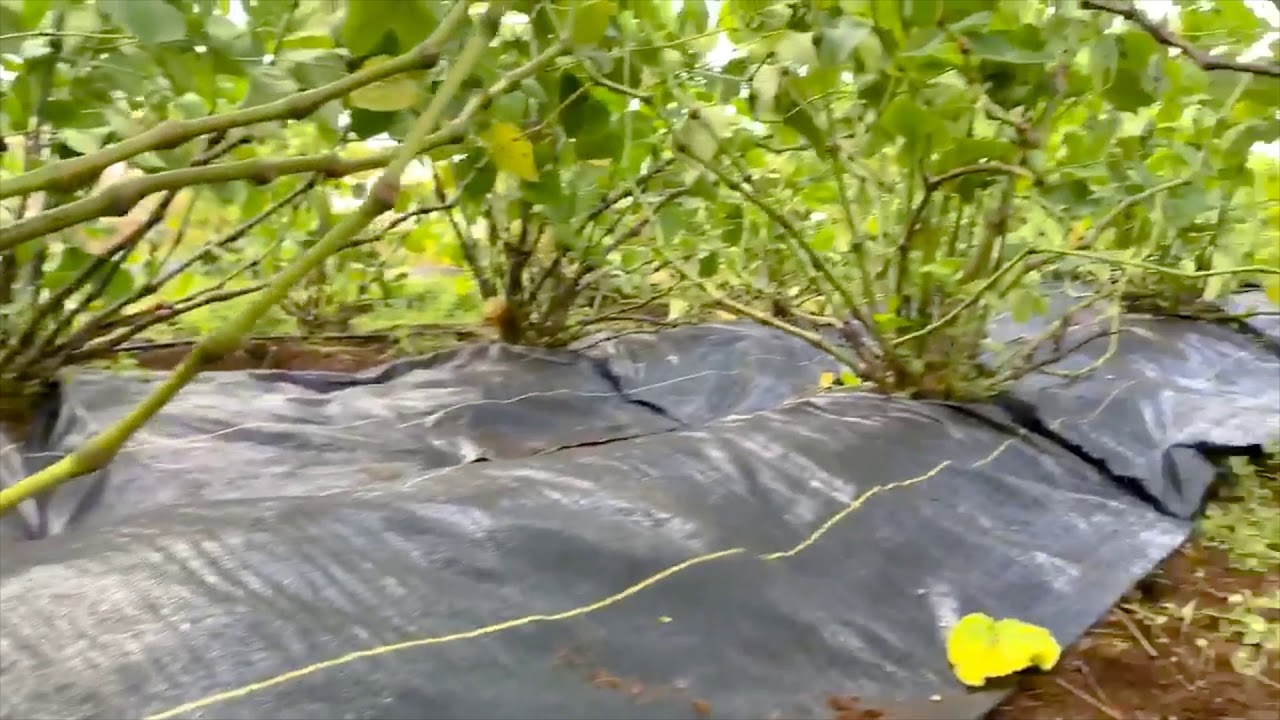 Organic Kava Farming in Hawaii. Kava (Awa) is a natural anxiety reducer and alcohol alternative.