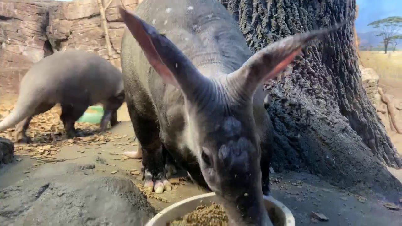Home Safari - Aardvark - Cincinnati Zoo