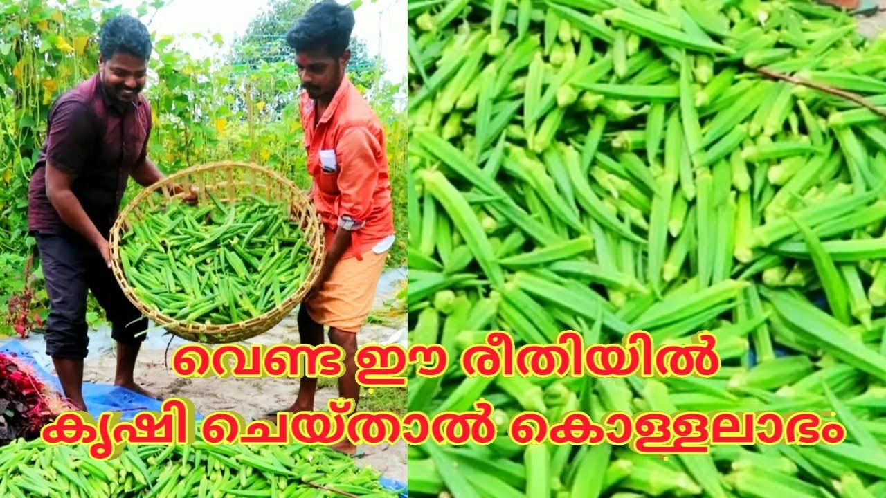 വെണ്ട ഈ രീതിയിൽ കൃഷി ചെയ്താൽ കൊള്ളലാഭം നേടാം