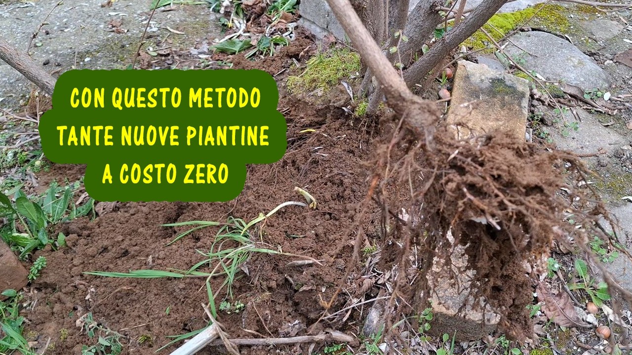 Come ottenere nuove piantine di nocciolo (Corylus avellana) tramite la margotta di ceppaia