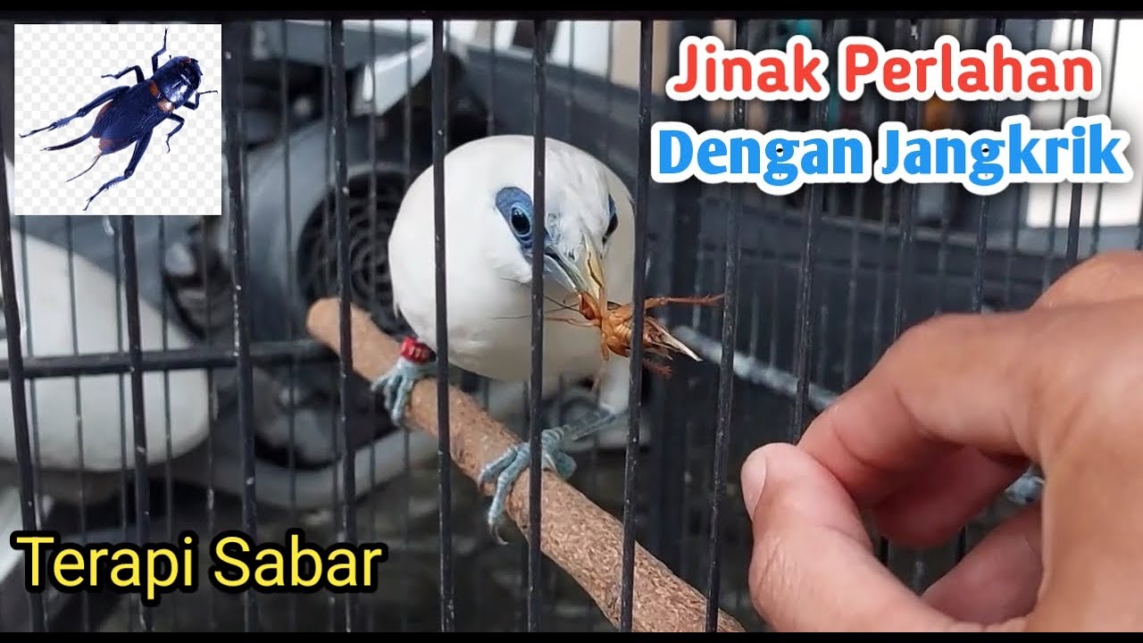 Cara Menjinakkan Jalak Bali