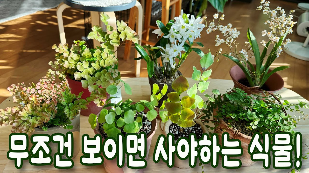 두고두고 예쁜 이 식물은 보이면 무조건 사세요!  큰잎아디안텀 ,핑크아디안텀, 코다텀 아디안텀, 덴드로비움, 환타지아 겨울에도 잘 자라요!