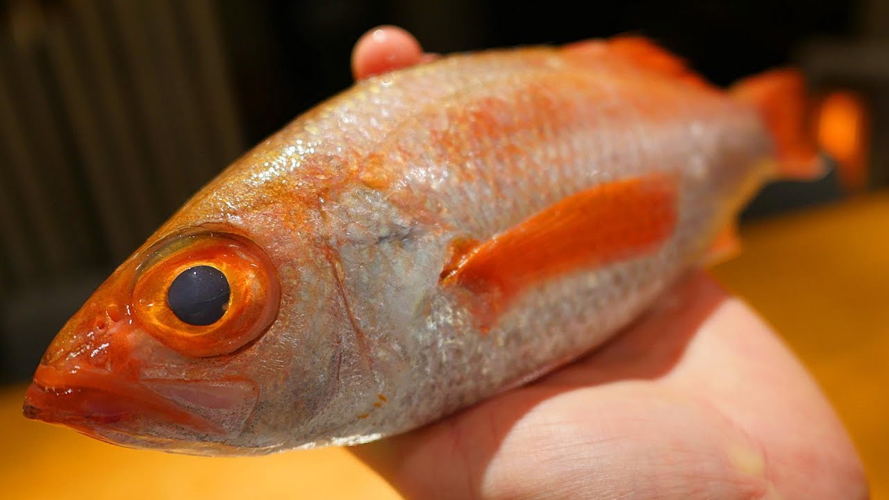 [오로시영상] 키로10만원 역대급 고급 생선 Japanese 10,000 Yen High-grade Fish Per Kilo