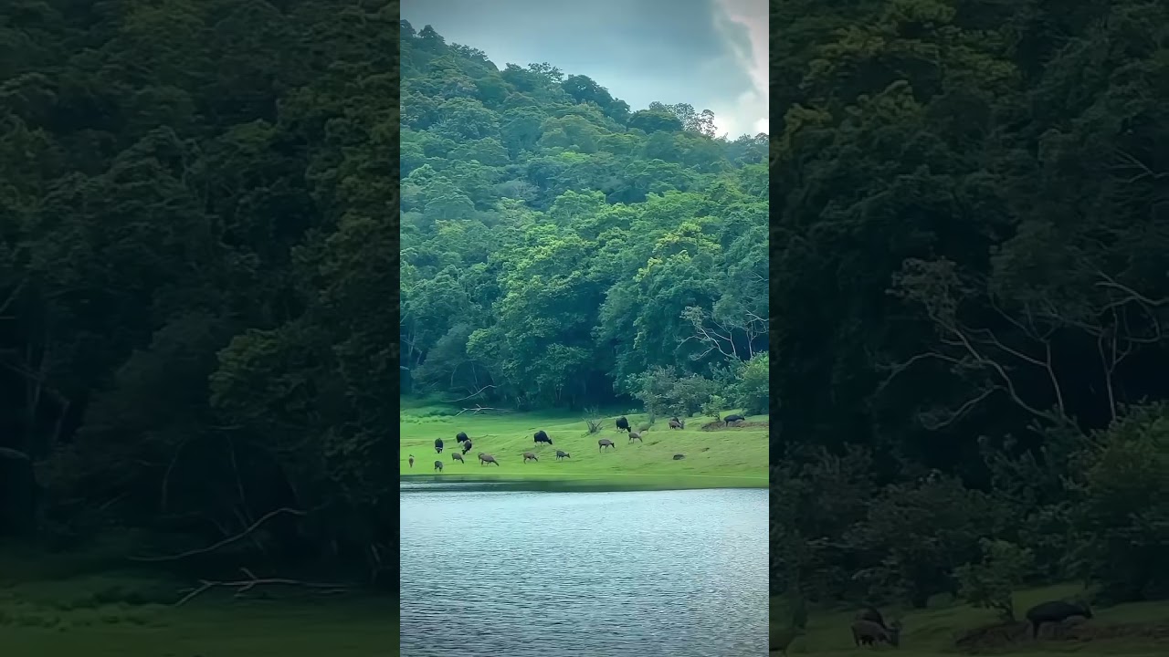 Periyar National Park || Periyar Wildlife Sanctuary || Periyar Tiger Reserve || Thekkady || Kerala