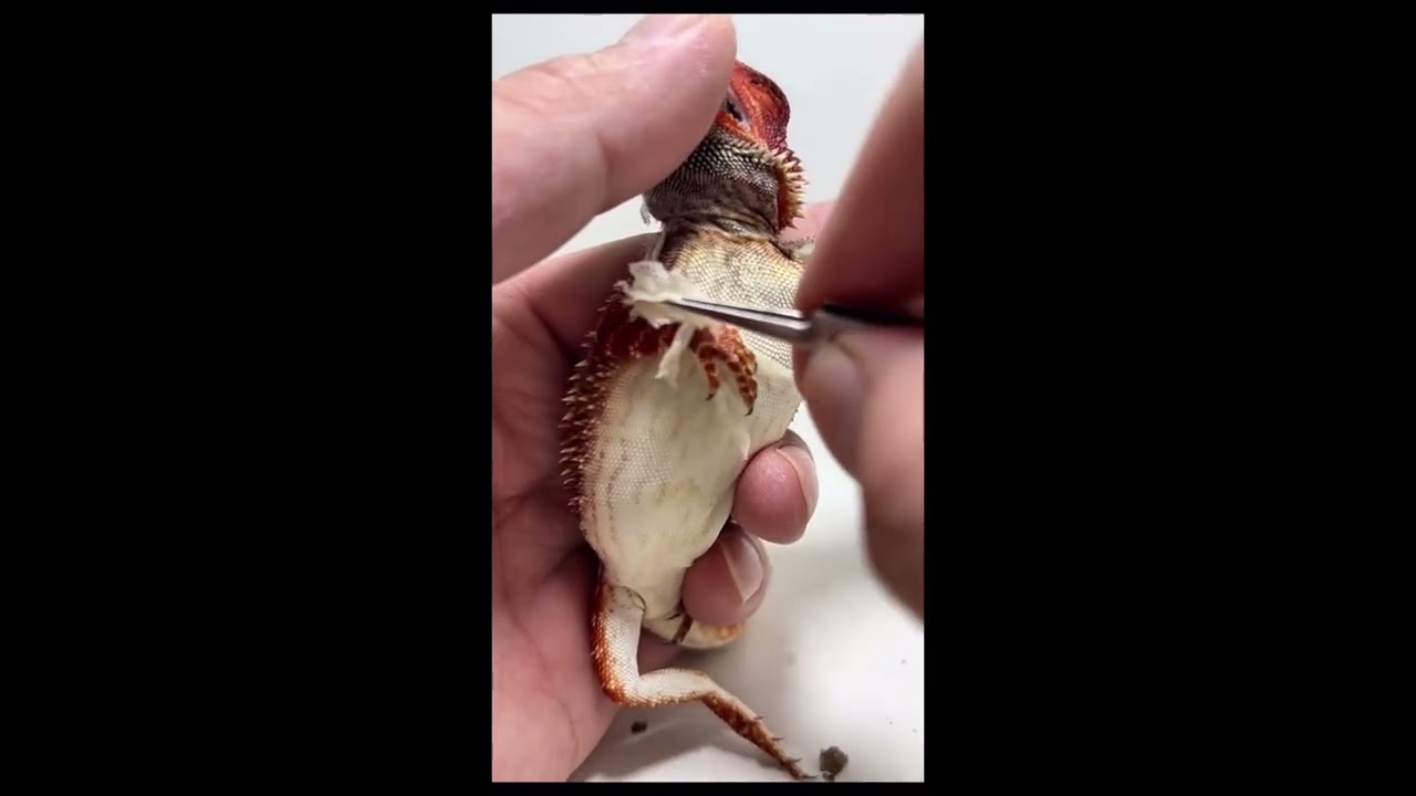 Lizard shedding its skin #animals kì nhông lột da thằn lằn lột da