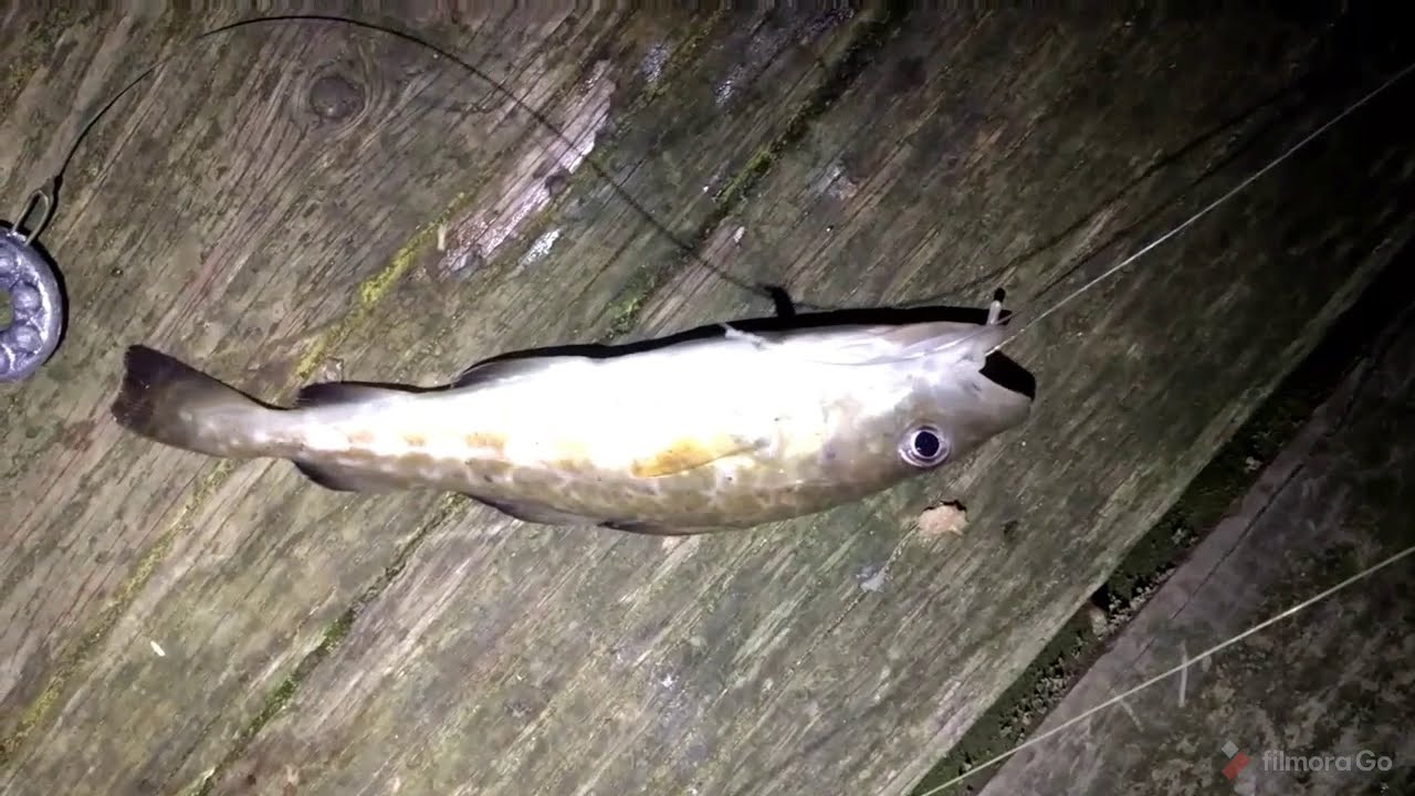 Night fishing Blyth pier with the Penn 85