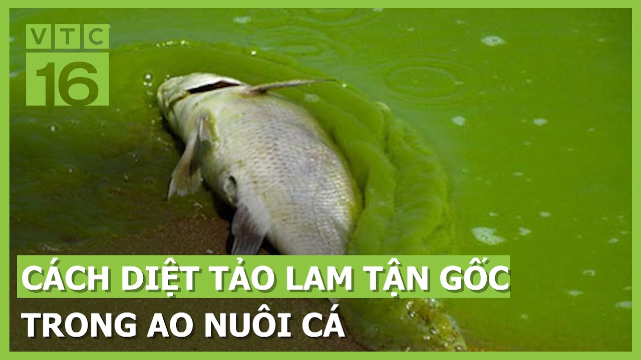 Cách diệt tảo lam tận gốc trong ao nuôi cá | VTC16